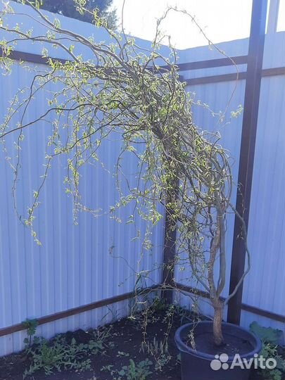 Ива Вавилонская 3х-летние саженцы