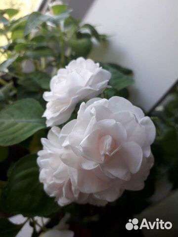 Бальзамин махровый белый