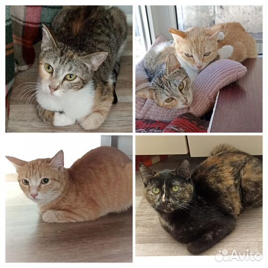 Молодые кошечки