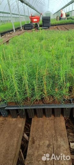 Саженцы ели европейской зкс оптом