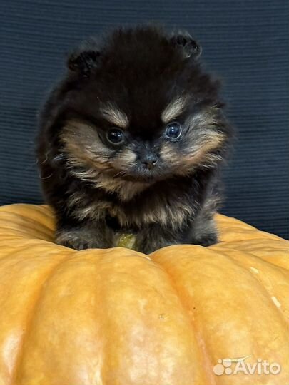 Померанцы мальчик и девочка