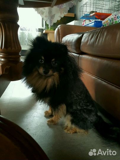 Передержка собак