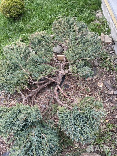 Фигурная стрижка растений, садовник