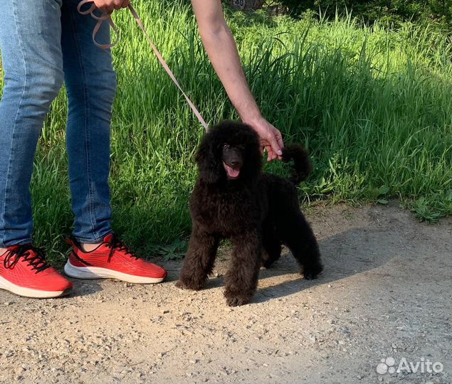 Щенок среднего пуделя от титулованных родителей