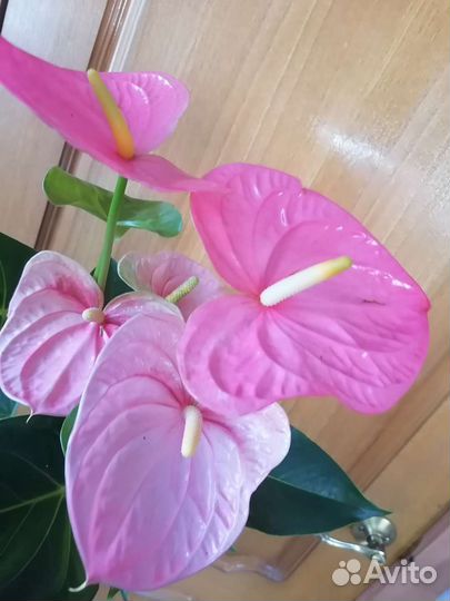 Антуриум Колорадо