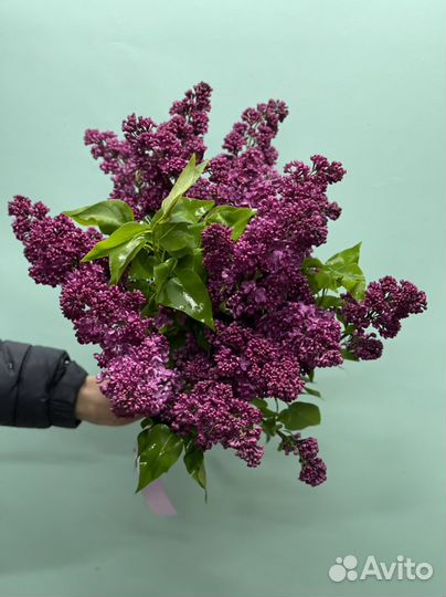 Роза Хризантема букет