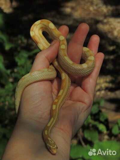 Маисовые полоза и другие змеи для новичков