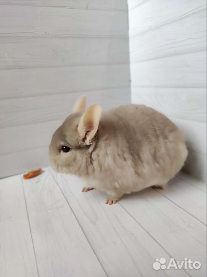 Пара шиншилл