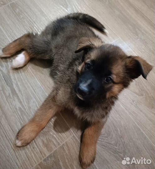 Маленький щенок