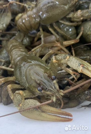 Раки живые дикие в наличии