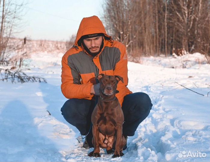 Некрупный питбуль Басэм ищет дом