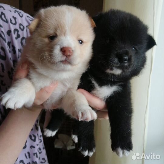 Щенки шпица