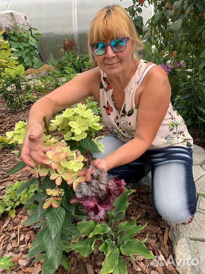 Гортензии Самарская Лидия,Бонфайр