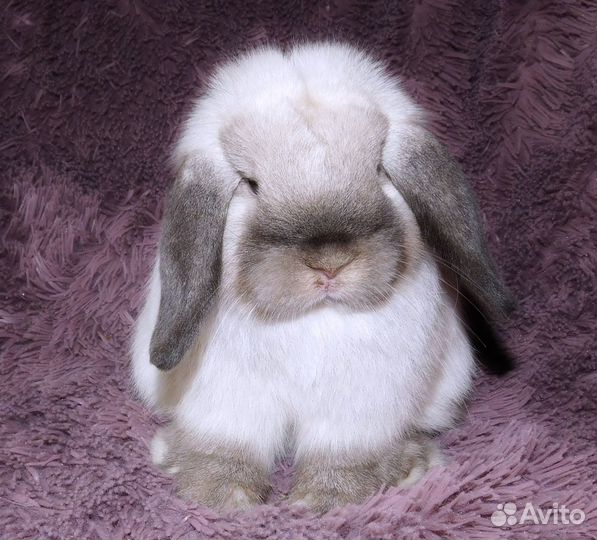 Чп Mini Lop мальчики