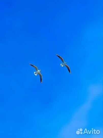 Чёрное море - Ателика Лесная бухта