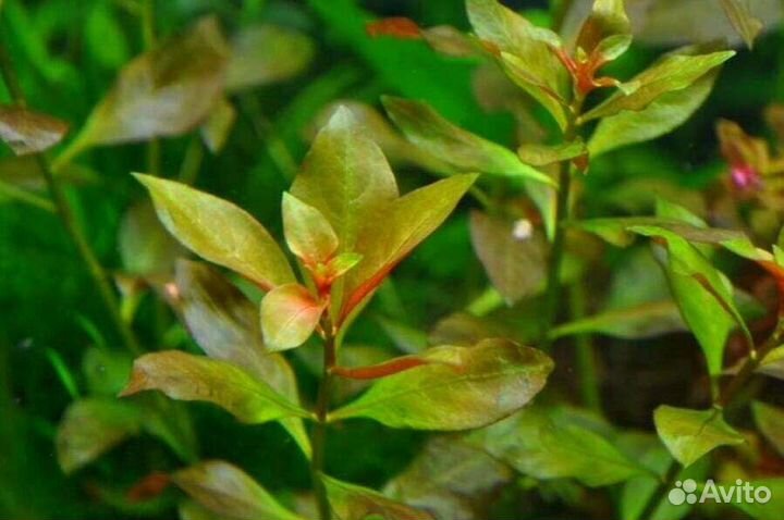 Аквариумные растения