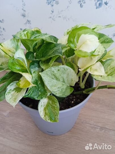 Эпипремнум