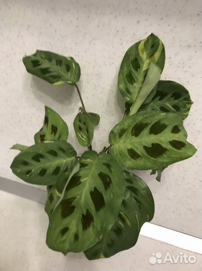 Маранта Бьюти Ким вариегатная