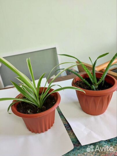 Герань, фикус, алоэ столетник, вера, хлорофитум