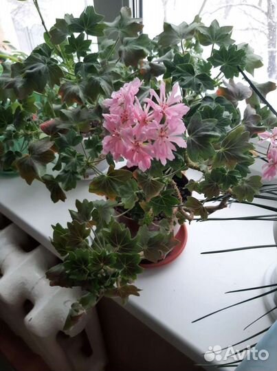 Излишки комнатных растений