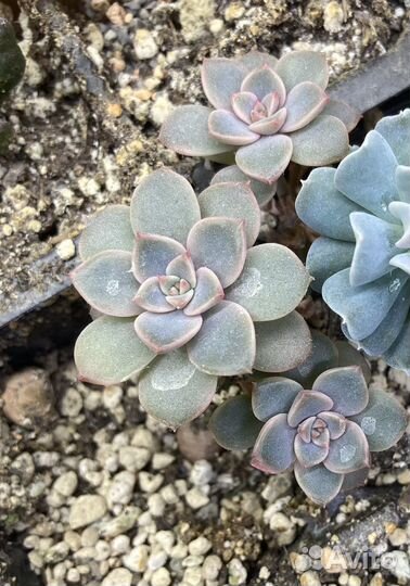 Суккуленты,комнатные растения