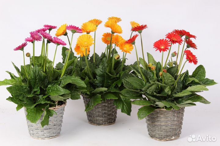 Гербера в горшке оптом и в розницу