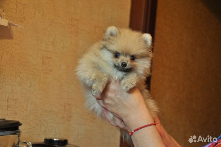 Щенки шпица, черные крем (мальчик ) оранж (дев)