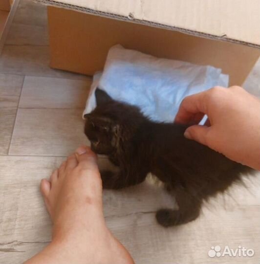Погибает котенок