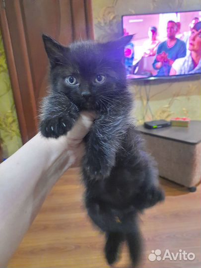 Британские котята