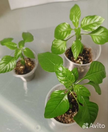 Кроссандра