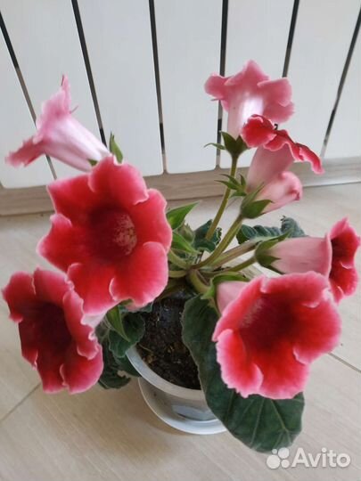 Фиалка в горшках