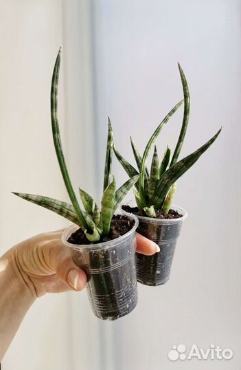 Сансевиерия цилиндрика Сингах Cylindrica Singah