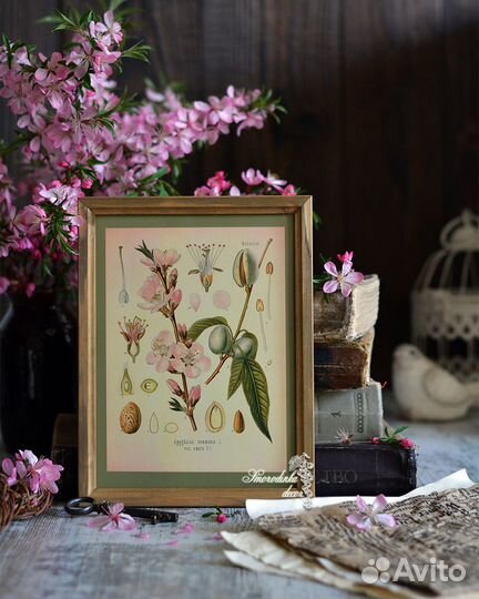 Ботаническая иллюстрация Миндаль