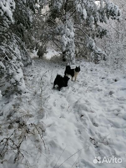 Руско европейские лайки