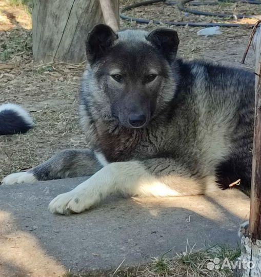 Щенки в добрые руки