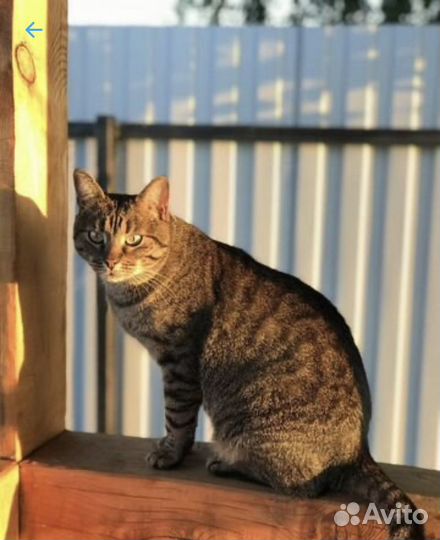 Вакцинация животных