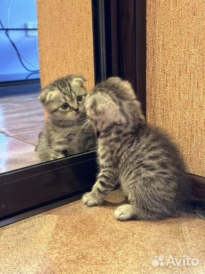 Британские котята