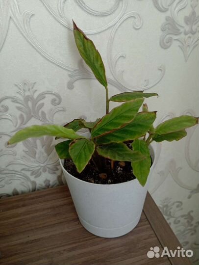 Калатея руфибарба