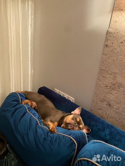 Вязка французского бульдога