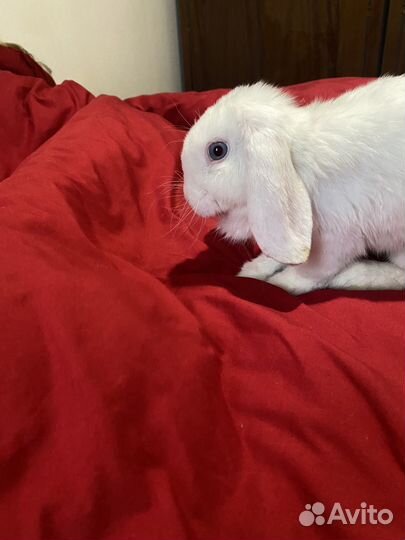 Элитные мини вислоухие кролики