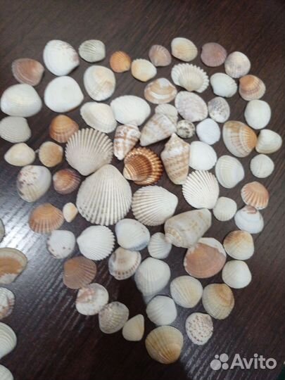 Морские ракушки (Турция, Тайланд)