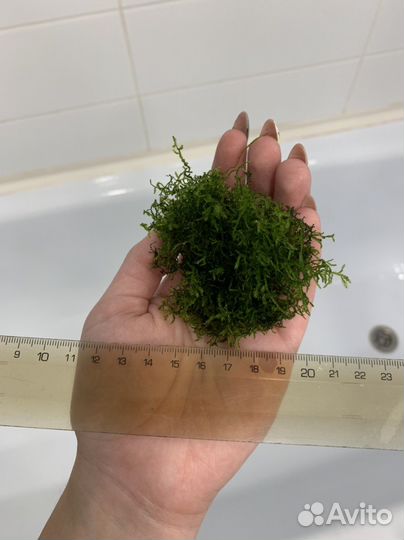 Яванский мох