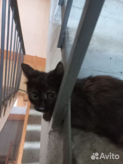 Отдам котенка в добрые руки