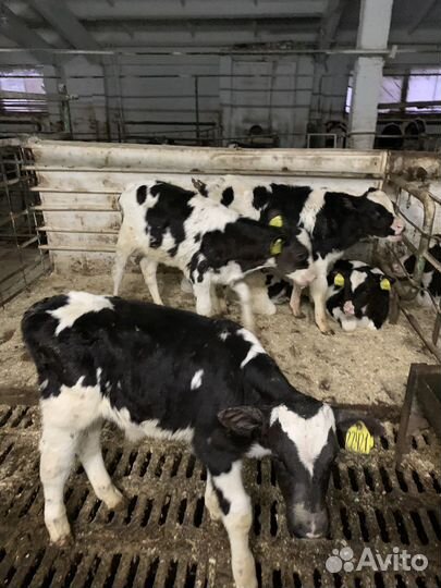 Телята и бычки