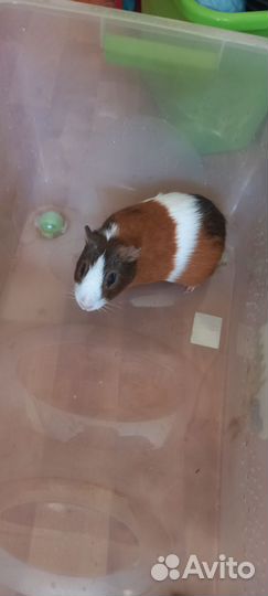 Морская свинка