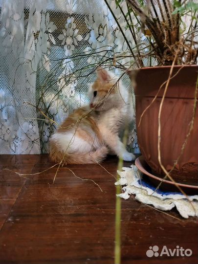 Котёнок в ответственные руки. Казань-Альметьевск