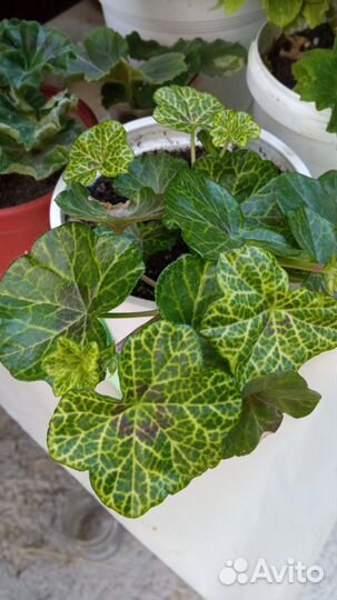 Ампельная плющелистная пеларгония