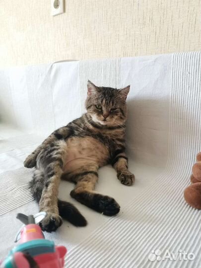 Кот в добрые руки