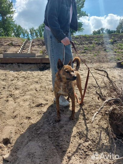 Собака в добрые руки