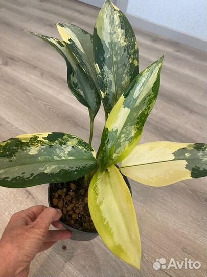 Аглаонема тайская suvarnabhumi